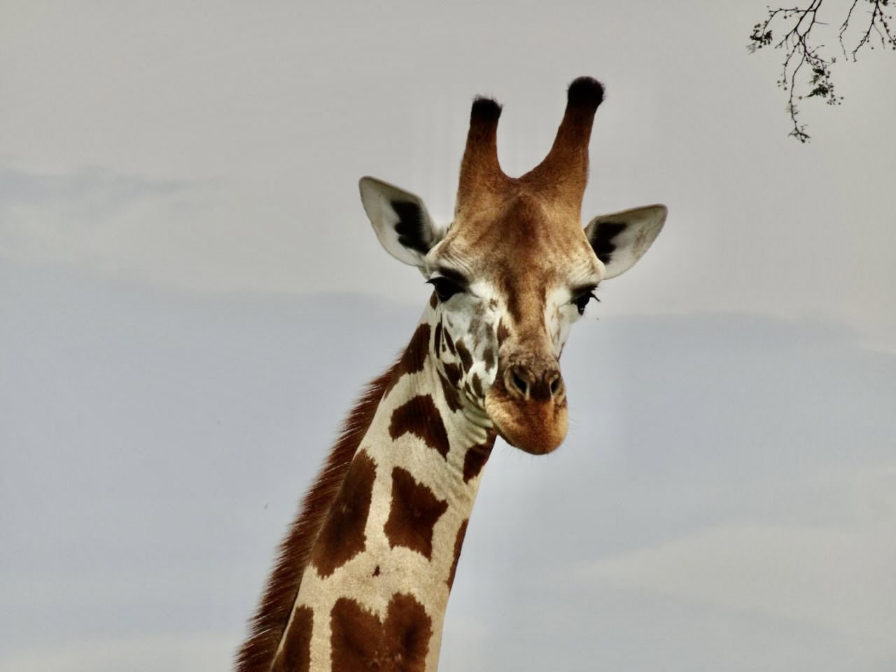 Lichtstrahl uganda giraffe