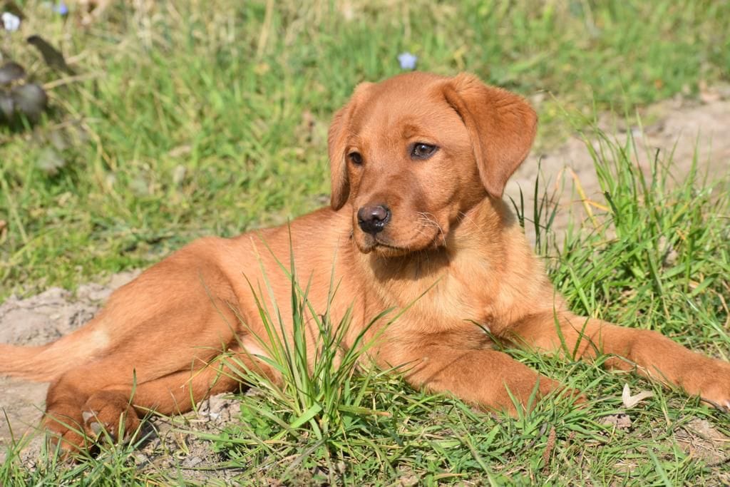 Lichtstrahl uganda hund