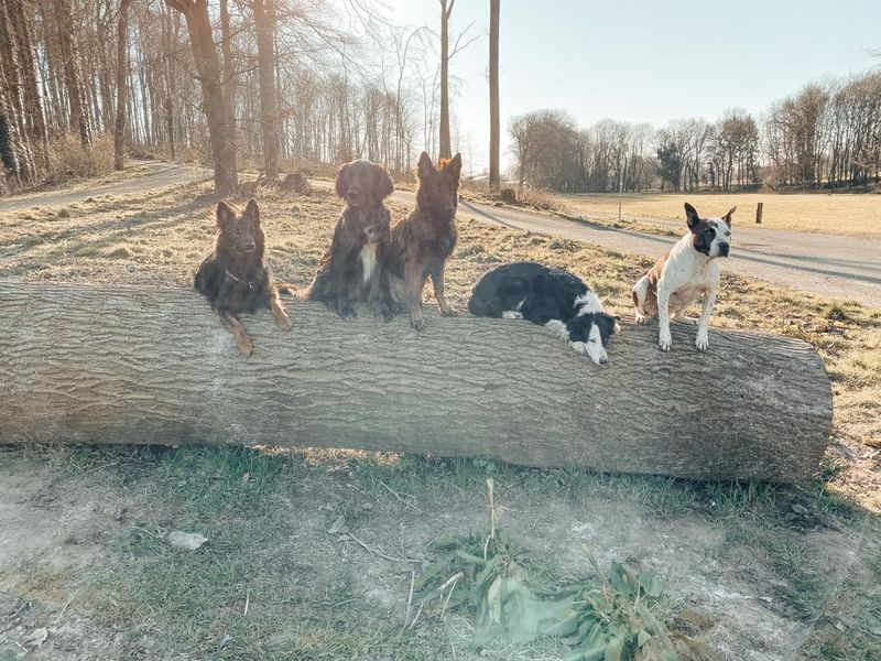 Lichtstrahl uganda hunde