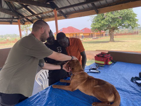 Lichtstrahl uganda therapiehunde untersuchung