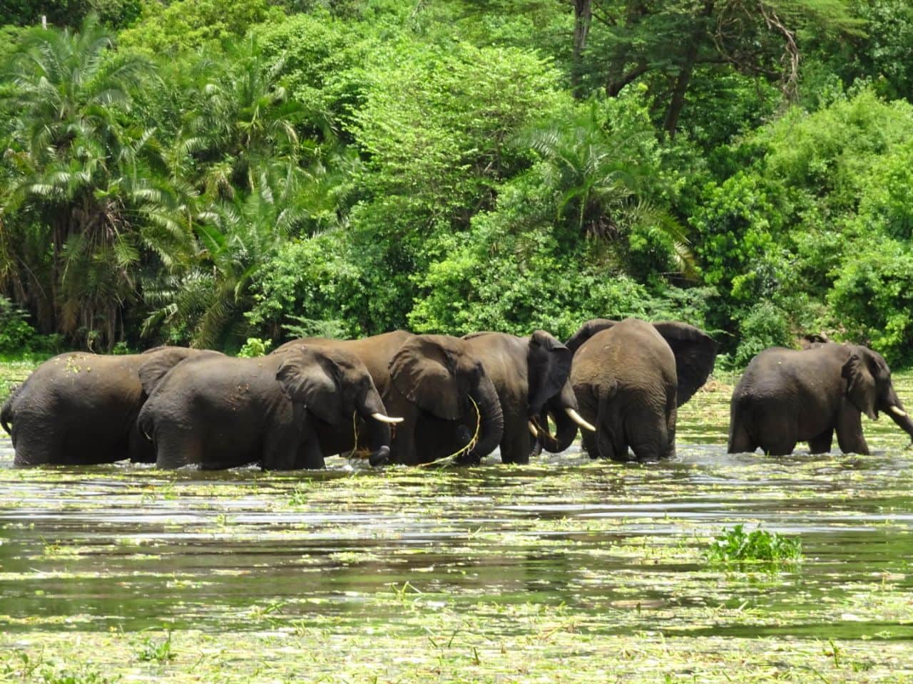 Lichtstrahl uganda tiere